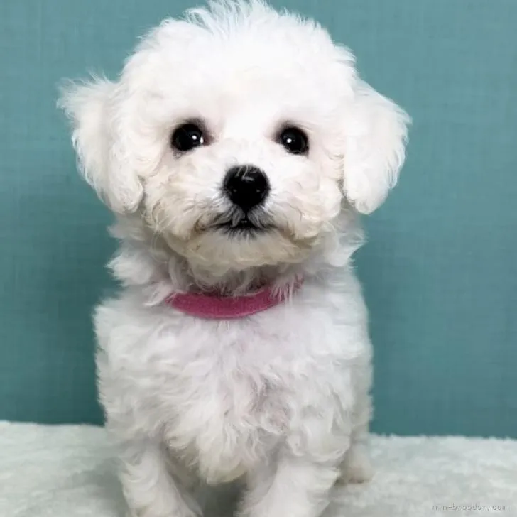 かわい 様のお迎えした子犬