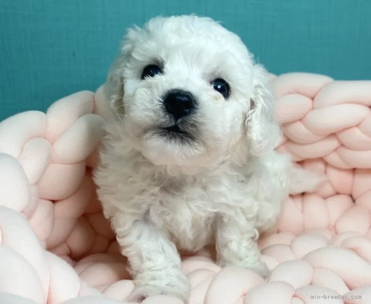 ID:2109-00237の子犬