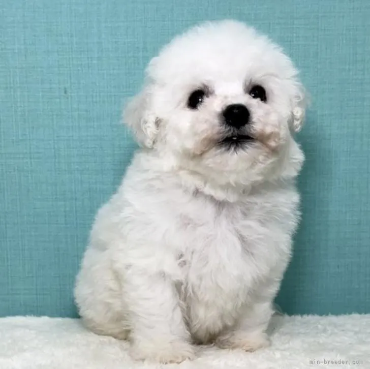 ラブリー 様のお迎えした子犬