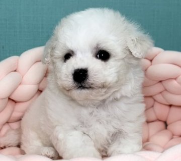 ビションフリーゼ【宮城県・女の子・2021年10月14日・ホワイト】の写真「ジュミズワールド ビションフリーゼ」