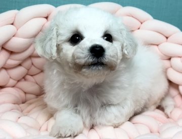 ビションフリーゼ【宮城県・男の子・2021年11月21日・ホワイト】の写真「ジュミズワールド ビションフリーゼ」
