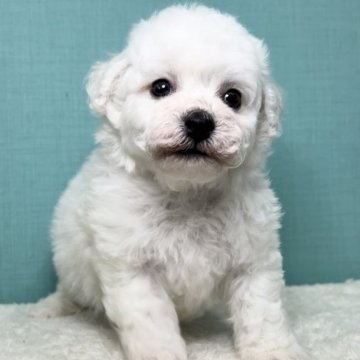 ビションフリーゼ【宮城県・男の子・2023年5月14日・ホワイト】の写真「ジュミズワールド ビションフリーゼ」