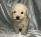 タイニープードル【宮城県・男の子・2020年10月22日・クリーム】の写真1