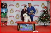 ビションフリーゼ【宮城県・男の子・2022年2月20日・ホワイト】の写真4「父犬:ヨーロッパ2ヶ国チャンピオン。インターナショナルドッグショーにて2度のベストインショー受賞。」
