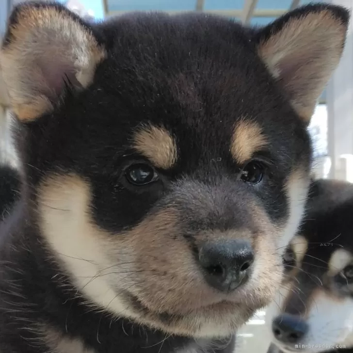 ID:2502-00384の子犬