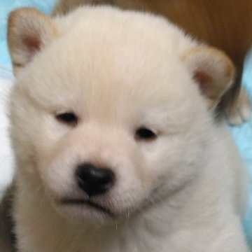 柴犬(標準サイズ)【香川県・男の子・2023年12月11日・白】の写真「小ぶりな白柴くん」