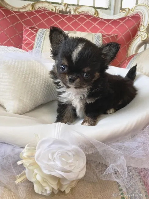 K.H 様のお迎えした子犬