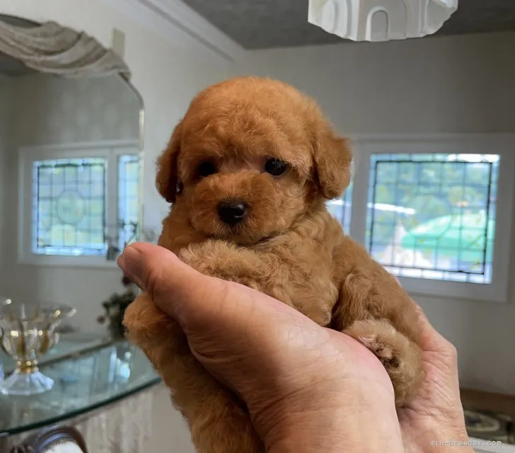 ジェニー 様のお迎えした子犬