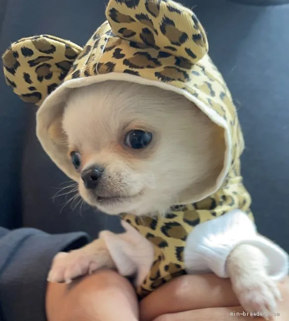 ID：2103-01890の子犬