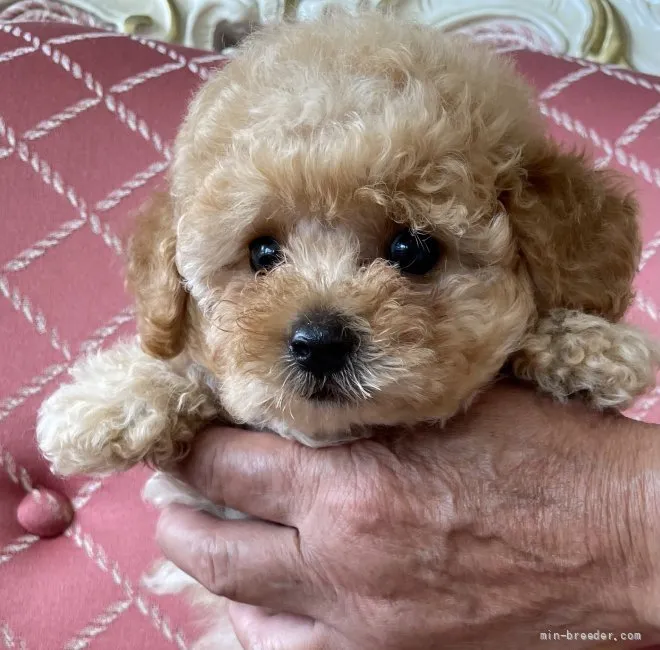 ID：2106-03462の子犬