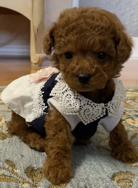 k 様のお迎えした子犬