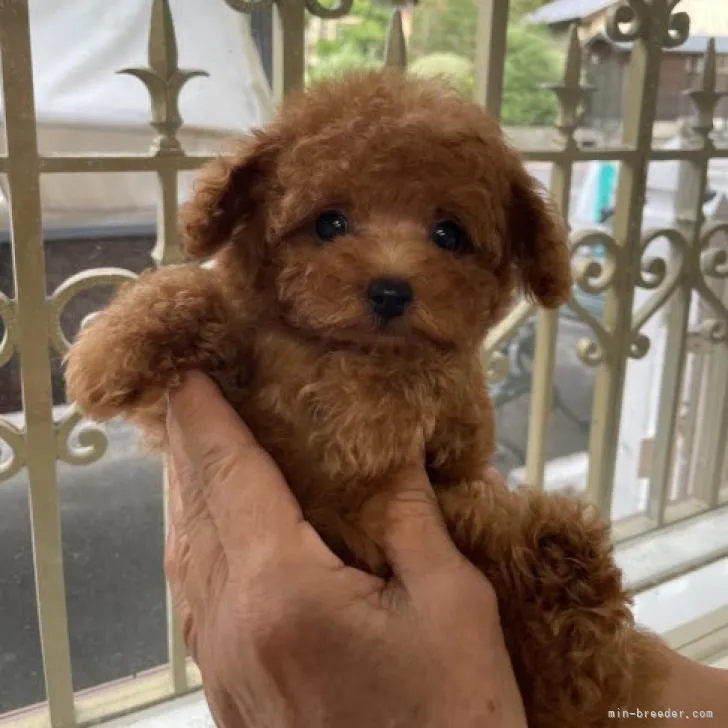 ここ 様のお迎えした子犬