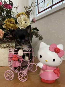 チワワ(ロング)【香川県・女の子・2021年8月12日・ブラックタン】の写真「とってもキュートなショートバックの女の子」