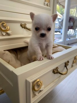 かわいい姿を見ても甘やかしは禁物 賢いチワワのしつけ方 みんなのブリーダー かわいい姿を見ても甘やかしは禁物 賢いチワワのしつけ方 みんなのブリーダー
