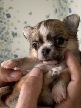 チワワ(ロング)【香川県・女の子・2021年5月8日・レッド&ホワイト】の写真「目力のしっかりした子です」