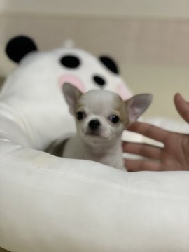 チワワ(スムース)【香川県・男の子・2021年11月25日・ホワイト&フォーン】の写真「綺麗なヘッドに、耳付けが美しい男の子です。」