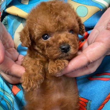 トイプードル(ティーカップ)【香川県・女の子・2021年8月15日・レッド】の写真「物静かでおっとりした上品な子です。」