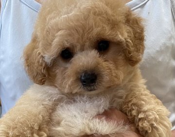 トイプードル(タイニー)【香川県・男の子・2021年5月22日・アプリコット】の写真「コロコロ王子」