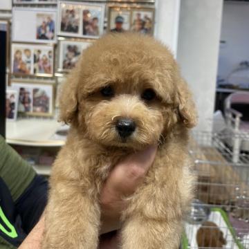 トイプードル(タイニー)【香川県・男の子・2022年6月19日・アプリコット】の写真「毛量の凄さにはびっくりします。タイニーの小型。」