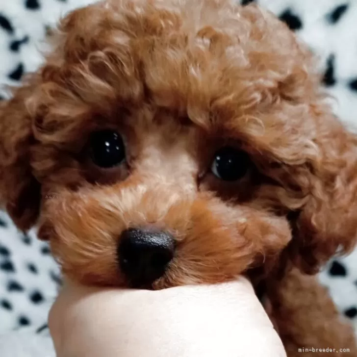 ID：2506-01242の子犬