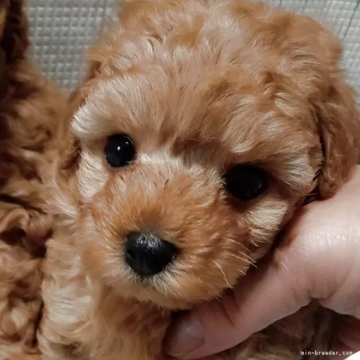 タイニープードル【鹿児島県・男の子・2025年10月7日・レッド】の写真1「よく寝ます」