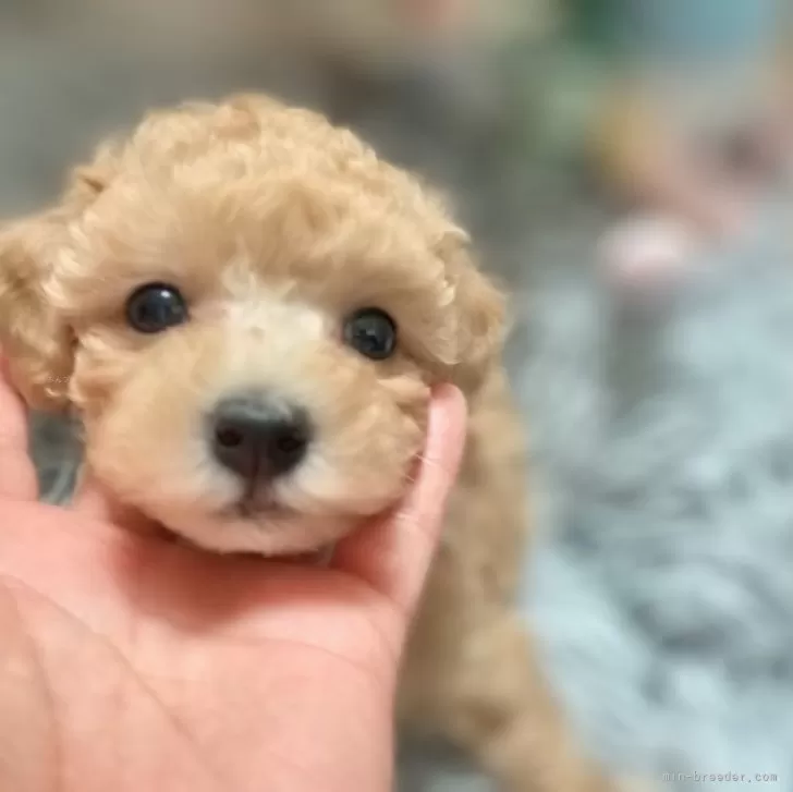 ID:2410-03654の子犬