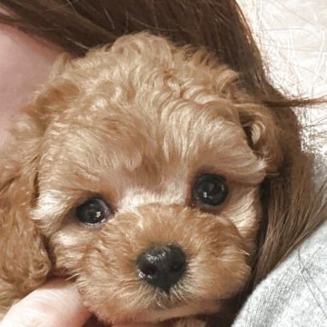 タイニープードル【鹿児島県・男の子・2025年10月7日・レッド】の写真「男の子らしく育っています」