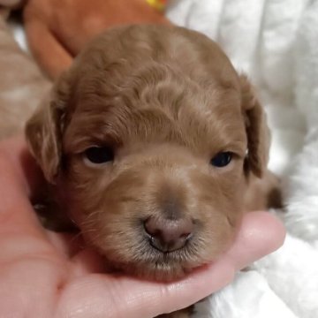 タイニープードル【鹿児島県・女の子・2025年10月23日・レッド】の写真「穏やかな女の子です」