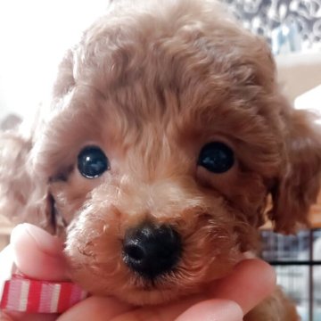 トイプードル(タイニー)【鹿児島県・男の子・2025年10月24日・レッド】の写真「綺麗なレッドです」