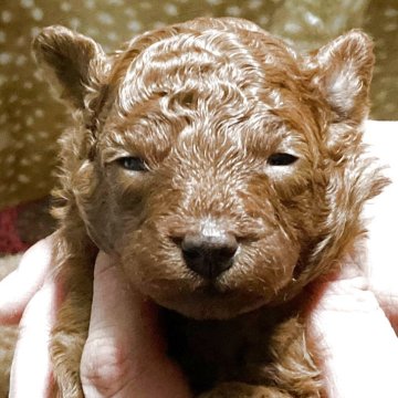 トイプードル(トイ)のレッド系の子犬を探す｜ブリーダー直販の