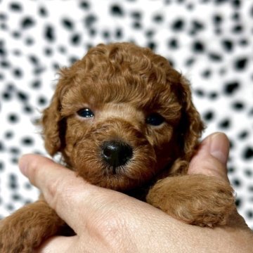 トイプードル(タイニー)【鹿児島県・女の子・2025年10月24日・レッド】の写真「優しい女の子」