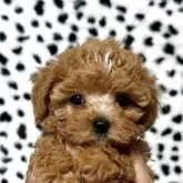 タイニープードル