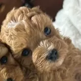 タイニープードル