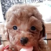 タイニープードル