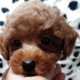 タイニープードル