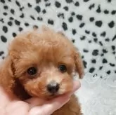ティーカッププードル