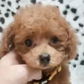 ティーカッププードル