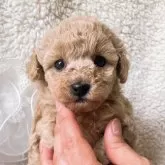タイニープードル