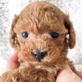 ティーカッププードル