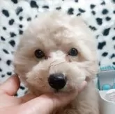 トイプードル(トイ)