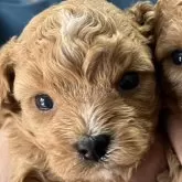 タイニープードル【鹿児島県・男の子・2025年10月7日・レッド】の写真3「お目目クリクリ」