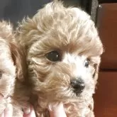 タイニープードル【鹿児島県・男の子・2025年10月7日・レッド】の写真6「どこみてんの」