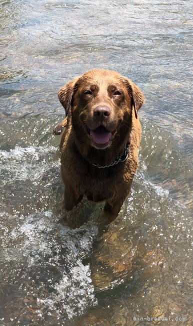 川口浩司ブリーダーのブログ：チョコラブのエマちゃん妊娠しました