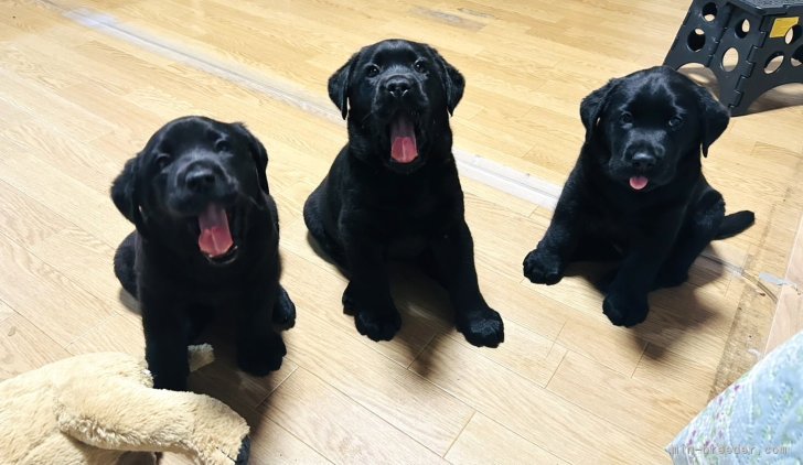 川口浩司ブリーダーのブログ：みんな立派に成長しました