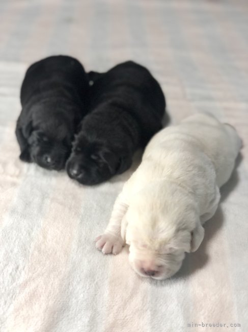 川口浩司ブリーダーのブログ：順調に発育しています