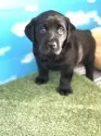 ラブラドールレトリバー【岐阜県・男の子・2025年10月5日・ブラック】の写真3