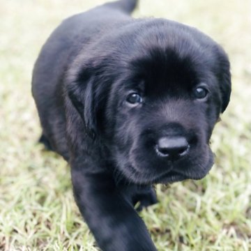 ラブラドールレトリバー【岐阜県・男の子・2025年10月5日・ブラック】の写真「両親遺伝子検査クリア
お迎え迄の諸費用込価格です」