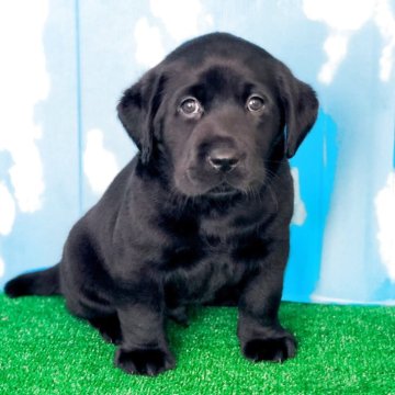 ラブラドールレトリバー【岐阜県・男の子・2025年10月5日・ブラック】の写真「両親遺伝子検査クリア
お迎え迄の諸費用込価格です」