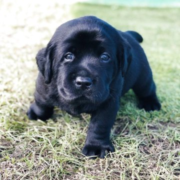ラブラドールレトリバー【岐阜県・男の子・2025年10月5日・ブラック】の写真「両親遺伝子検査クリア
お迎え迄の諸費用込価格です」