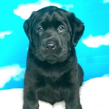 ラブラドールレトリバー【岐阜県・男の子・2025年10月5日・ブラック】の写真「両親遺伝子検査クリア
お迎え迄の諸費用込価格です」